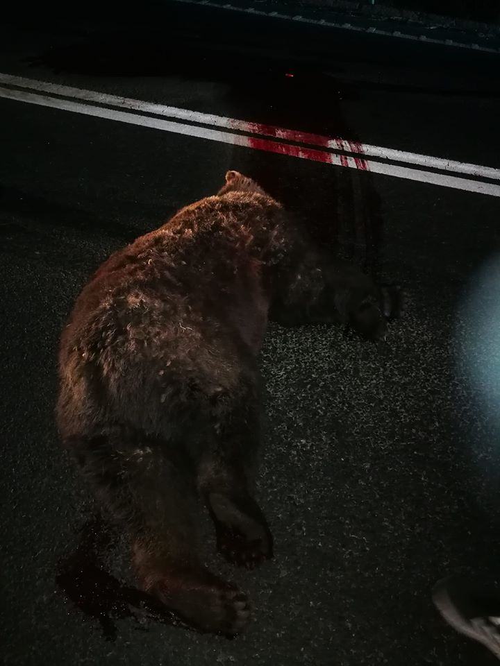 Urs ucis de o mașină între Avrig și Bradu